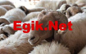 Kurban Bayramı ikramiyelerinde mükemmel haber!