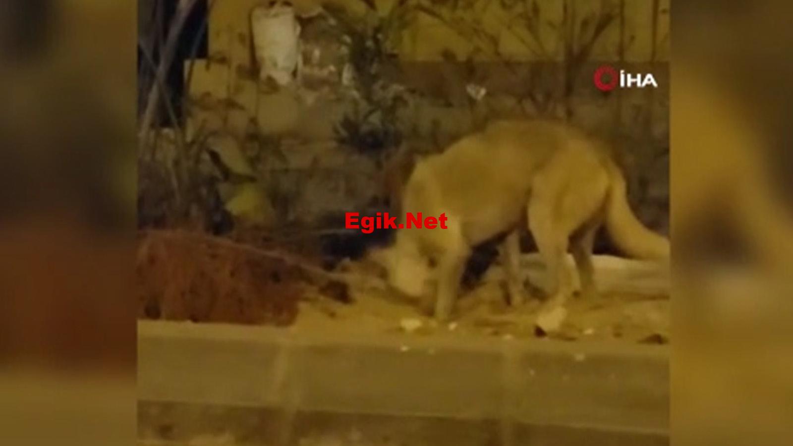 Mısır’da yol ortasında yatan ölü kediyi gömen köpek, sosyal medyada gündem oldu