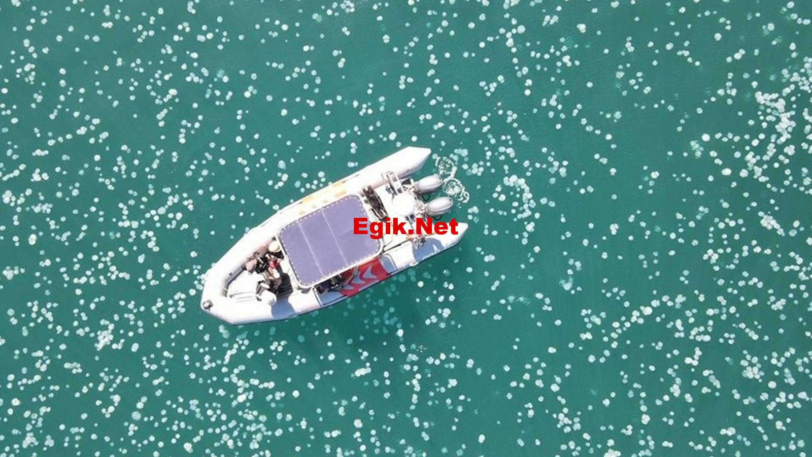 İsrail kıyılarında dev denizanası sürüsü görüldü