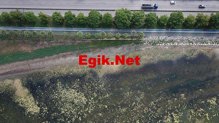 İzmit Körfezi yosunlarla kaplandı