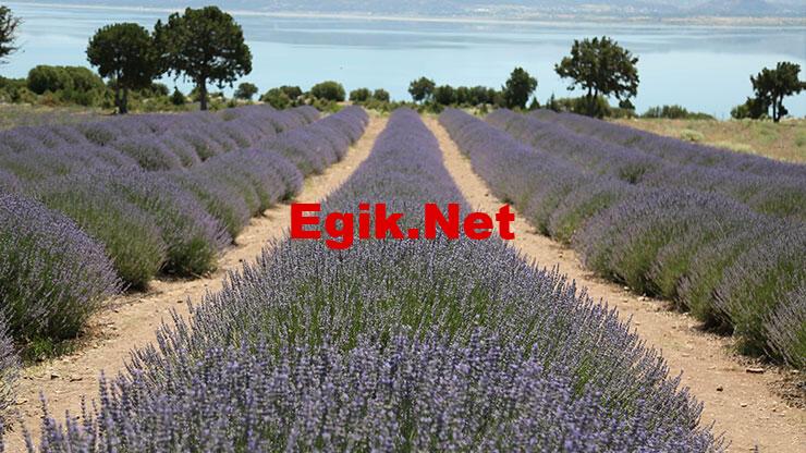 Türkiye'de lavanta üretilen alan 20 bin dekara yükseldi