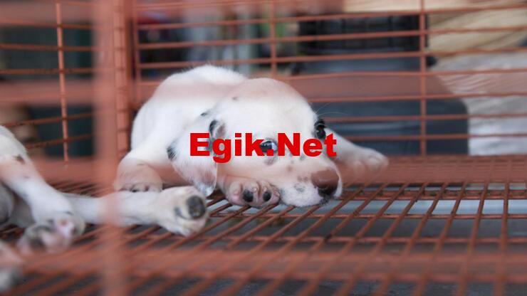 Vitrinden kedi-köpek satışı yasaklandı, peki nasıl denetlenecek