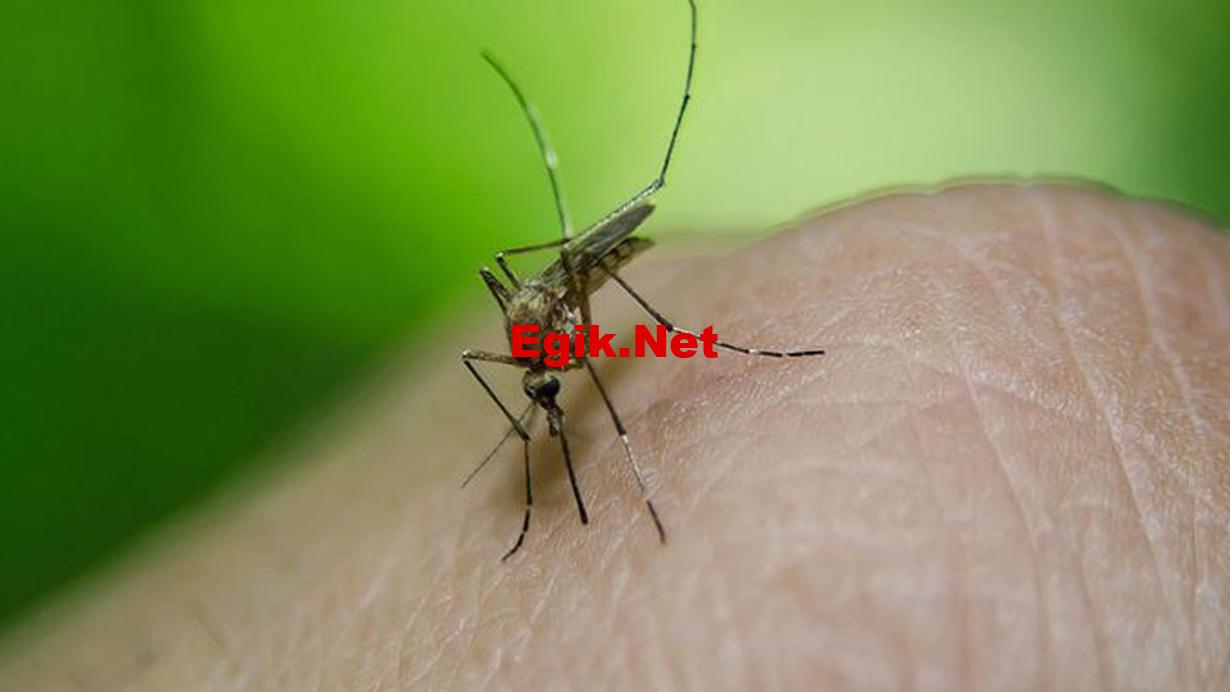 Batı Nil Virüsü,sinsice yayılmaya devam ediyor! Bir haftada yüzde 53 artış gösterdi