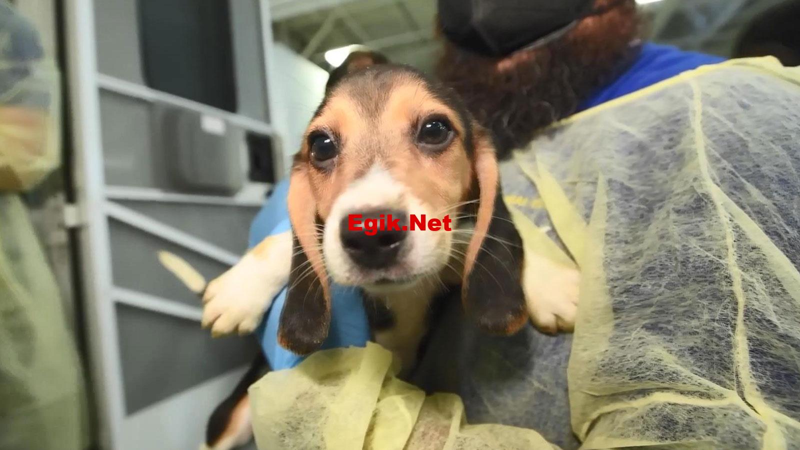 Kötü muameleye maruz kalıyorlardı… 4 bin “Beagle” kurtarıldı