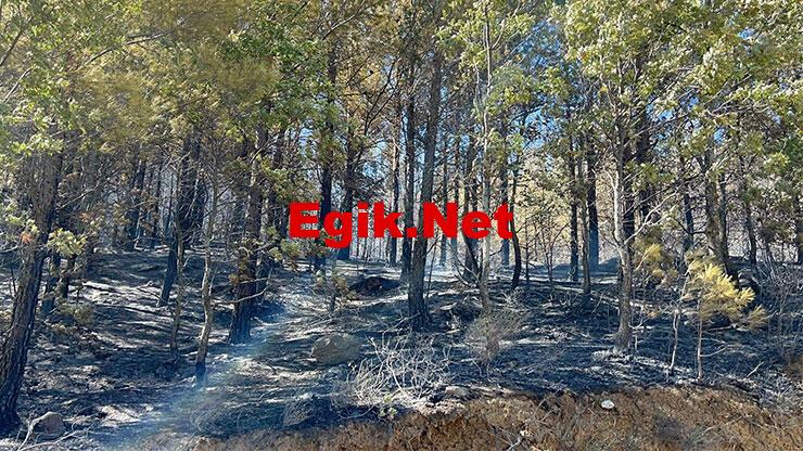 Alanya’da orman yangını