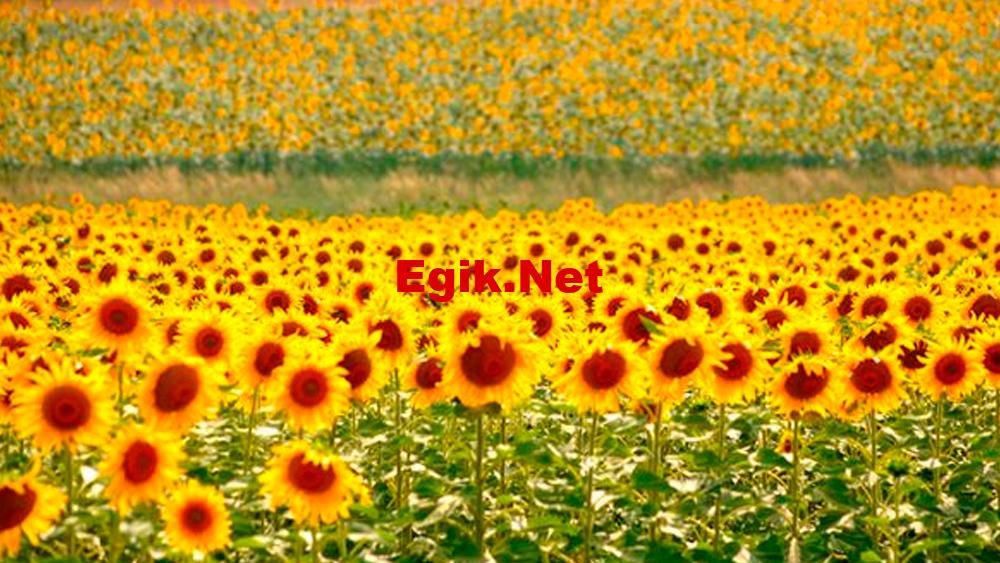 Ayçiçek taban fiyatı açıklandı! ayçiçek tam 12 TL olarak duyuruldu!