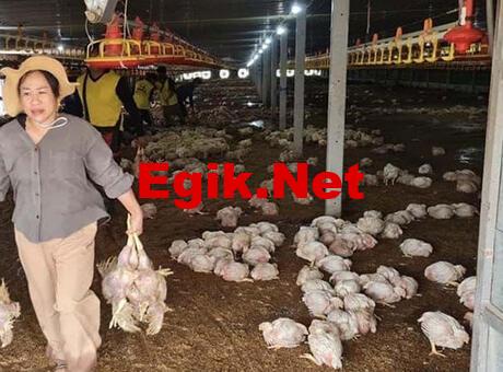 Tayland’da tavuk çiftliğini su bastı: 140 bin tavuk telef oldu