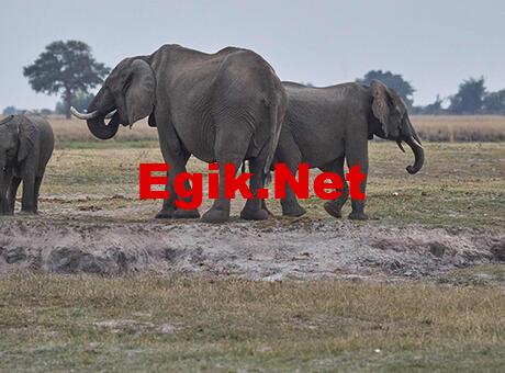 Vahşi yaşamın korunması, birçok türün yeniden çoğalmasını sağladı