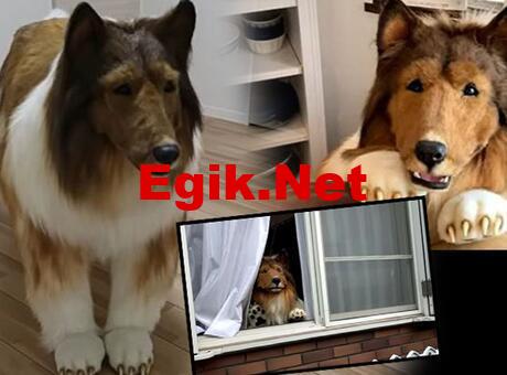 Artık bir köpek gibi yaşayacak! Çocukluk hayaliydi: Pati veriyor, yerde uyuyor