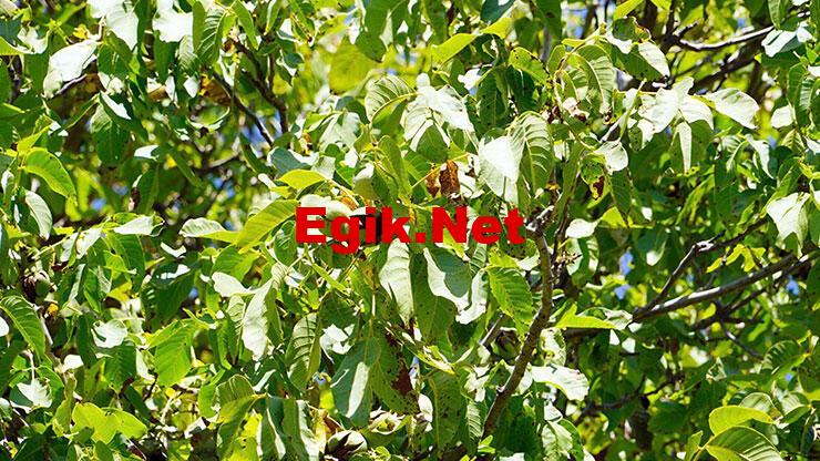 Bir şehirde hep yaşanıyor: 125 kişi ölümden döndü