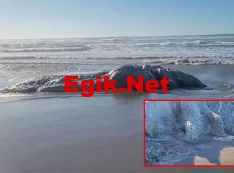 ‘Deniz canavarı’ şoku! Neredeyse kamyon kadar…