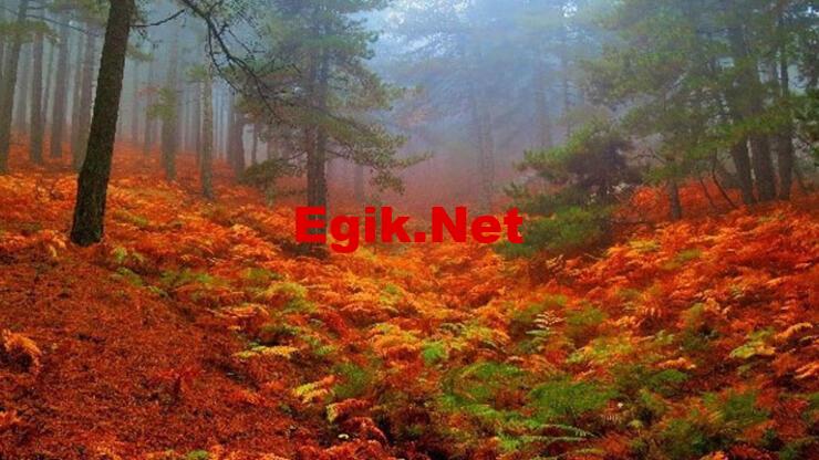 Kestane toplamaya ormana gitti, ayının saldırısına uğradı