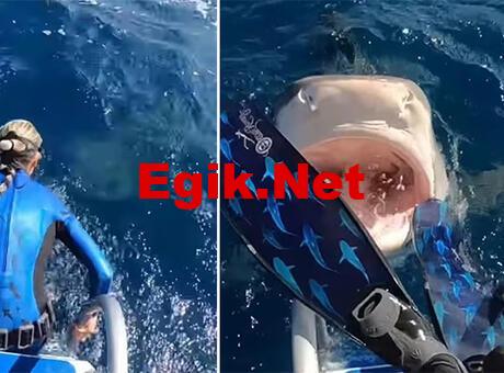 Köpek balığına yem olacaktı! Saniyelerle kurtuldu…
