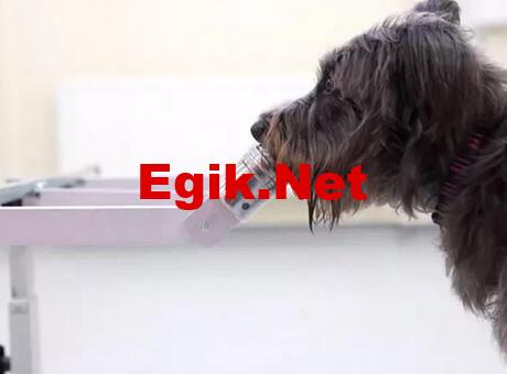 K﻿öpekler insan psikolojisini nefesinden anlayabiliyor