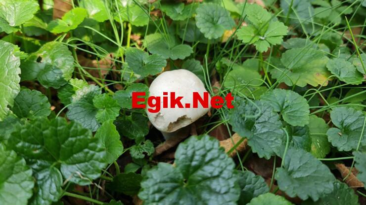 Mantardan 23 kişi zehirlendi, uyarı yapıldı