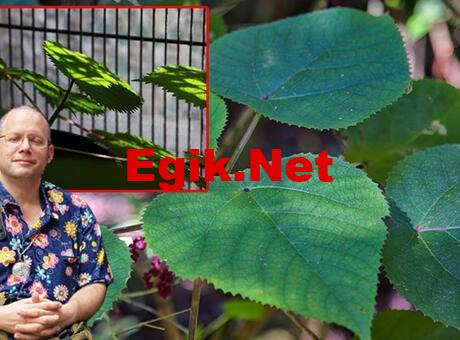 Dünyanın en tehlikeli bitkisi! Dokununca intihara sürüklüyor…