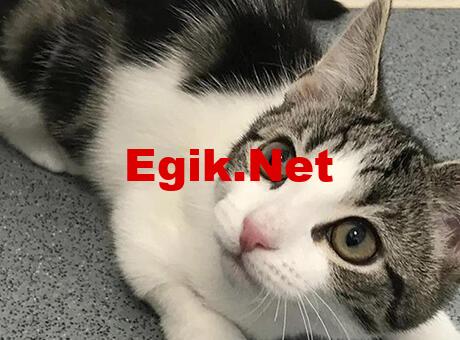 Ne dişi ne de erkek! Cinsel organı olmayan kedi, uzmanları şaşırttı