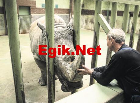 Ukrayna’da hayvanlar da savaş mağduru