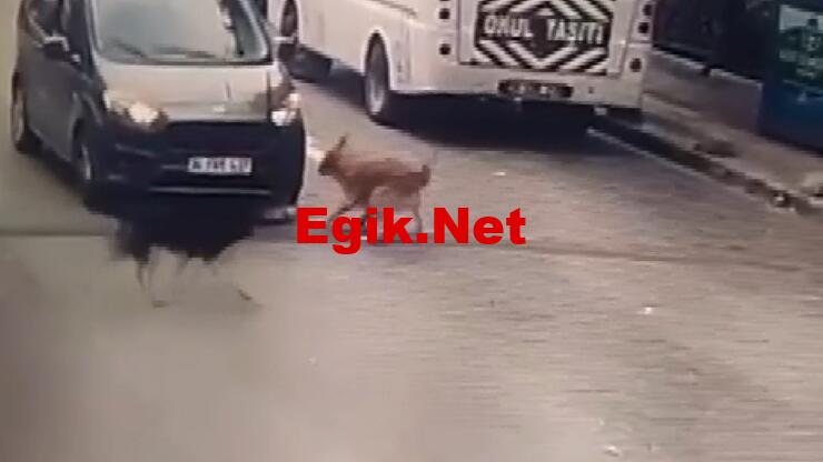 Vicdansızlık! Ezip öldürdü; arkasına bakmadan yoluna devam etti