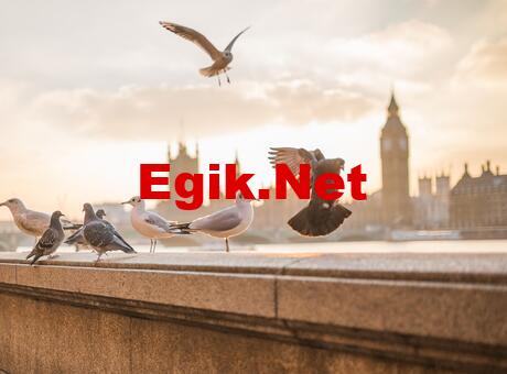 Telefon Duvar Kağıdı 2023: En Güzel, Sade, Siyah, Manzara, Renkli Telefon Duvar Kağıtları Modelleri