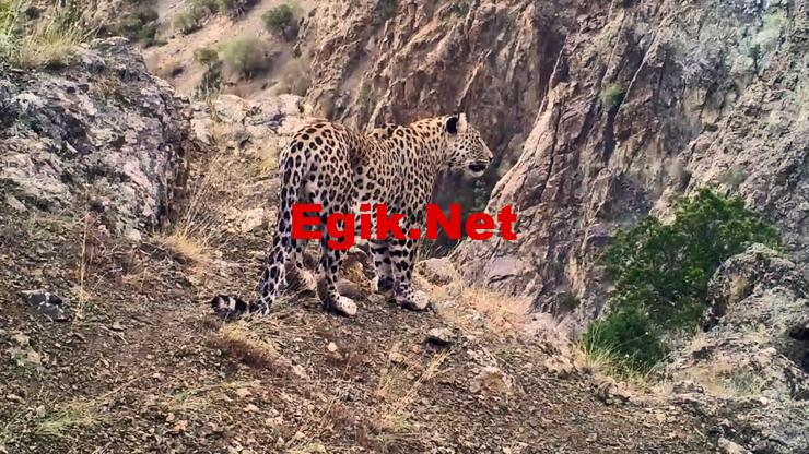 Anadolu Leoparı iki ayrı bölgede yeniden görüntülendi