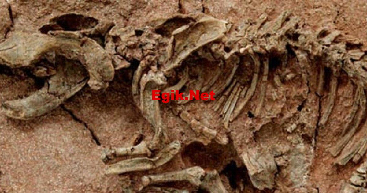 Antarktika’daki araştırmacılar, 9 milyon yıllık bitki fosilleri keşfetti