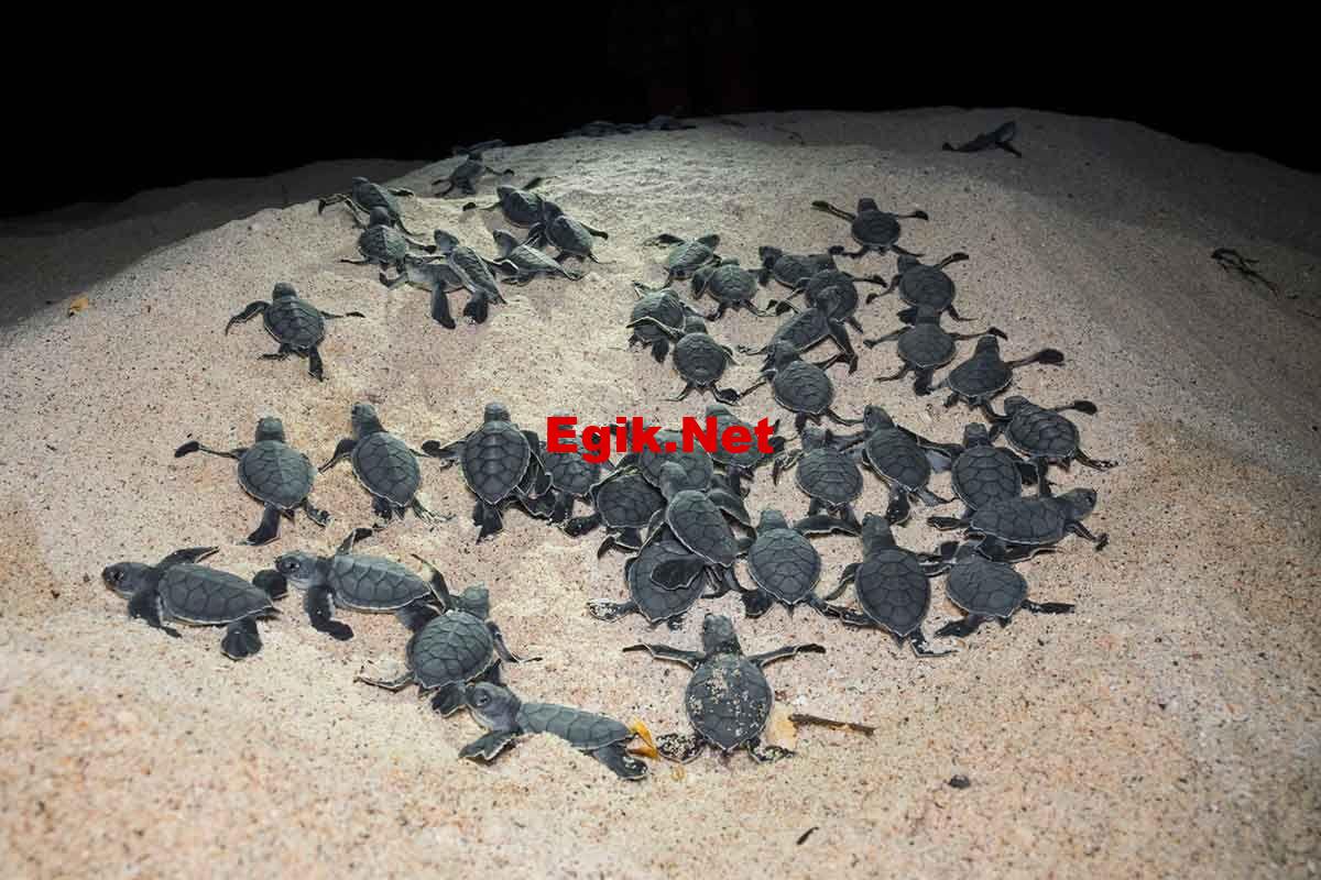 Avustralya’da bir grup gönüllü, yüzlerce deniz kaplumbağasının