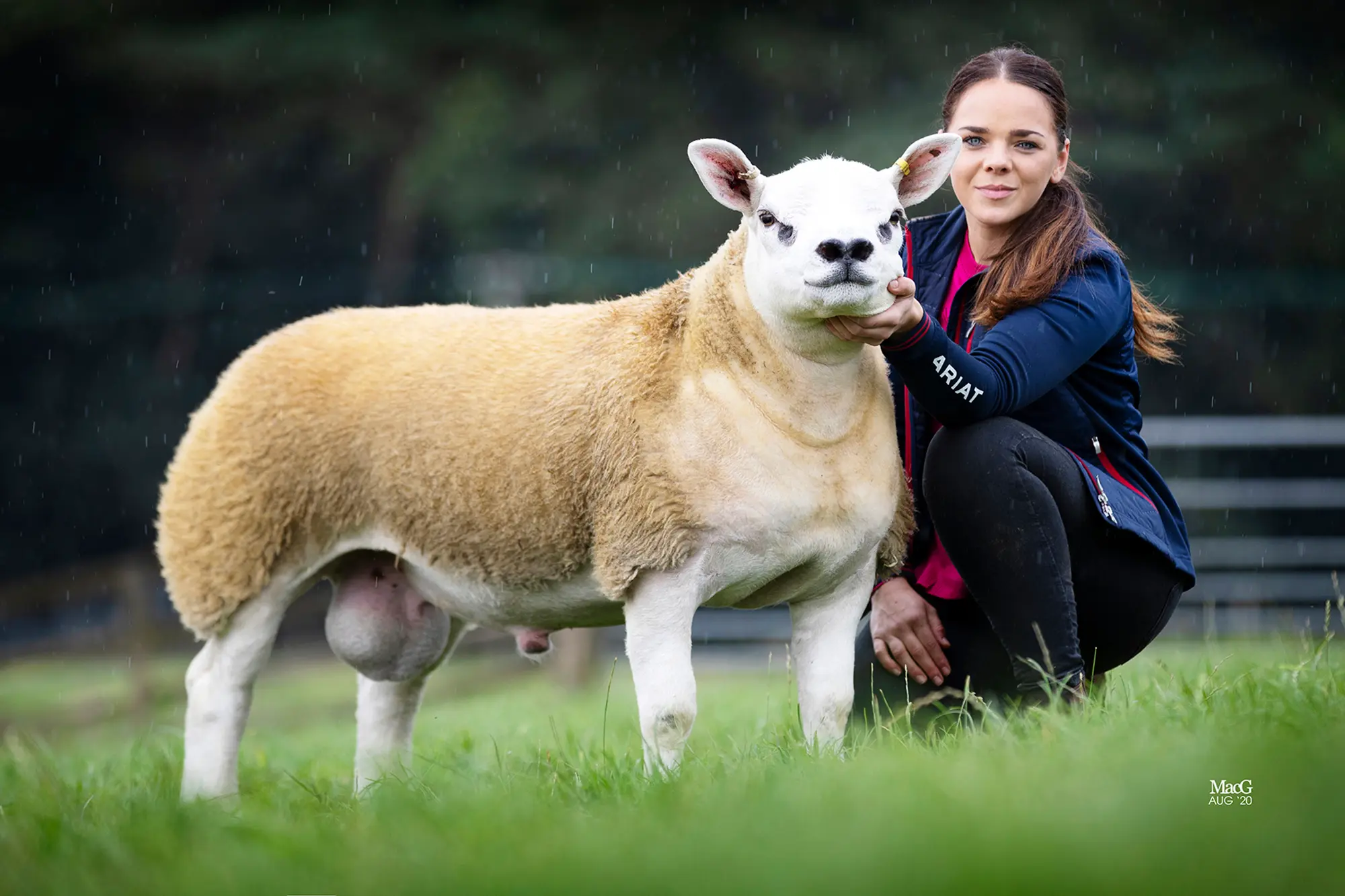 Yeni Zelanda’da, bir koyun sahibi, dünyanın en pahalı koyunu