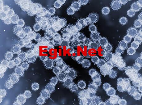 İlaca dirençli mantar candida auris, ABD’deki hastanelerde hızla yayılıyor