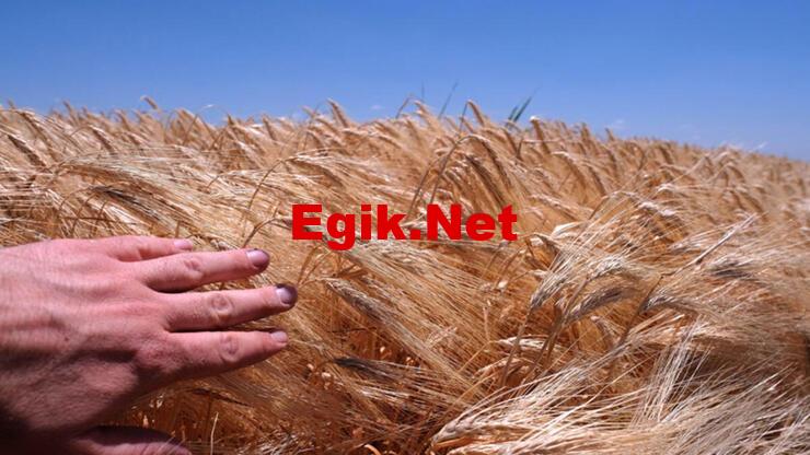 SON DAKİKA: Milli Savunma Bakanlığı'ndan 'tahıl koridoru' açıklaması