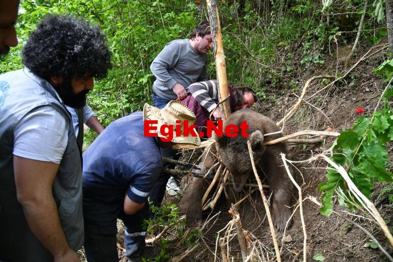 Tele takılan boz ayı kurtarıldı