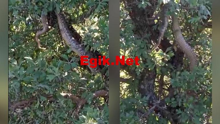 Elazığ’da 4 metrelik devasa yılan görüntülendi