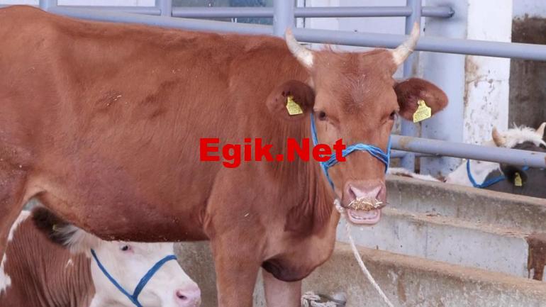 Satılamayan kurbanlıkları Et ve Süt Kurumu alacak