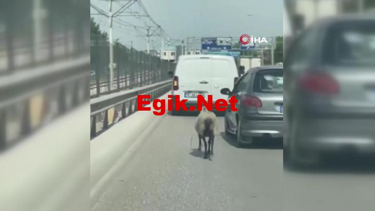 Bursa’da firar eden koyun trafiği alt üst etti