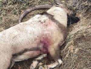 Yabankeçisi katline rekor ceza