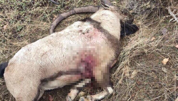 Yabankeçisi katline rekor ceza