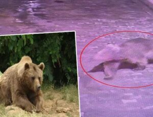 Bursa’da kaçan bozayı her yerde aranıyor! ‘Hiçbir ize rastlanmadı!
