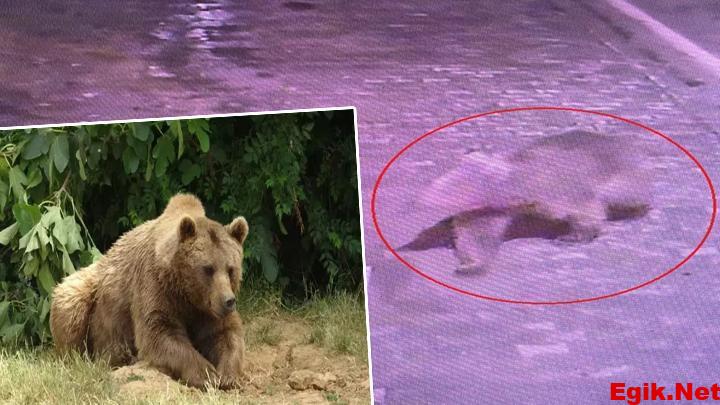 Bursa’da kaçan bozayı her yerde aranıyor! ‘Hiçbir ize rastlanmadı!
