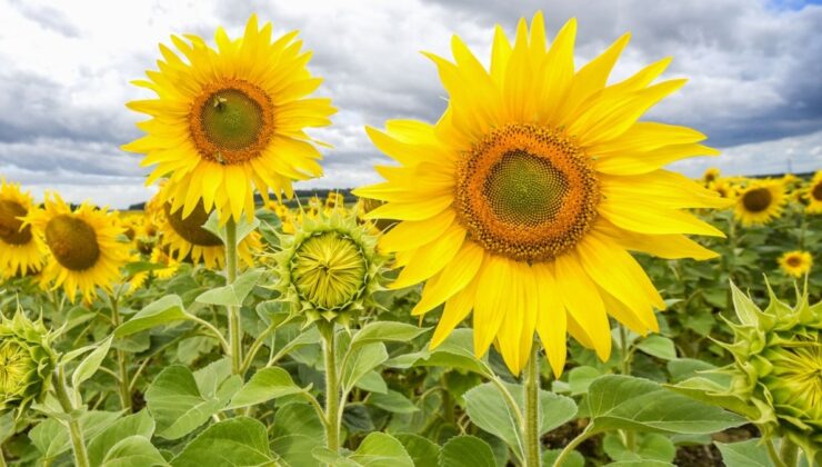 Kuraklık ayçiçeği üretimini tehdit ediyor