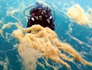 Marmara’da yine müsilaj alarmı