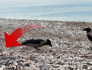 Sahillerde alarm verildi! Siyanürden daha tehlikeli: İmha etmek yerine karaya bıraktılar