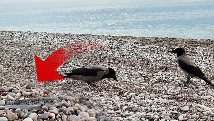 Sahillerde alarm verildi! Siyanürden daha tehlikeli: İmha etmek yerine karaya bıraktılar