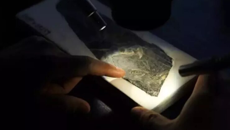 Çin’de yaklaşık 150 milyon yıllık kuş fosili gün yüzüne çıktı