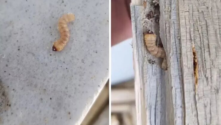 Görüntüleri imam paylaştı! İşte kurtçukların bile donup kaldığı ilimiz