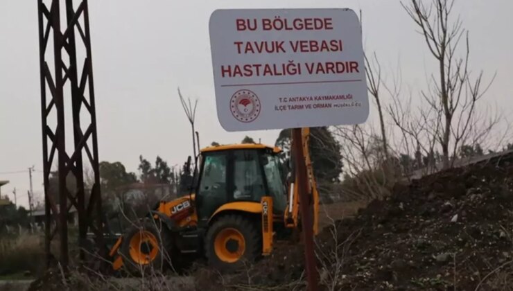 Hatay’da kuş gribi paniği! Apar topar karantinaya alındı