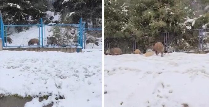 İstanbul’da sürü halinde yola indiler! Sürücü korna çalıp böyle seslendi… İlginç anlar kamerada