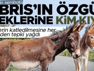 Kıbrıs’ın özgür eşeklerine kim kıydı