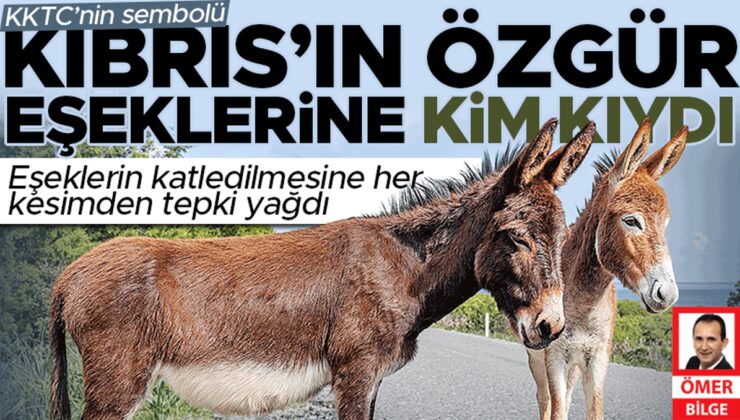 Kıbrıs’ın özgür eşeklerine kim kıydı