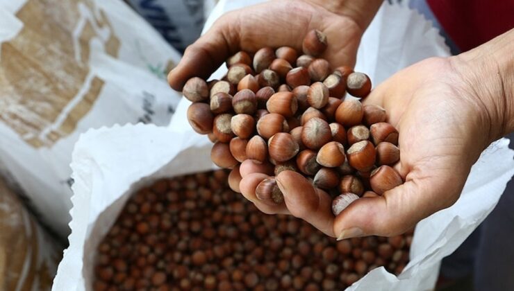 Fındığın kilogramı 142 liraya yükseldi