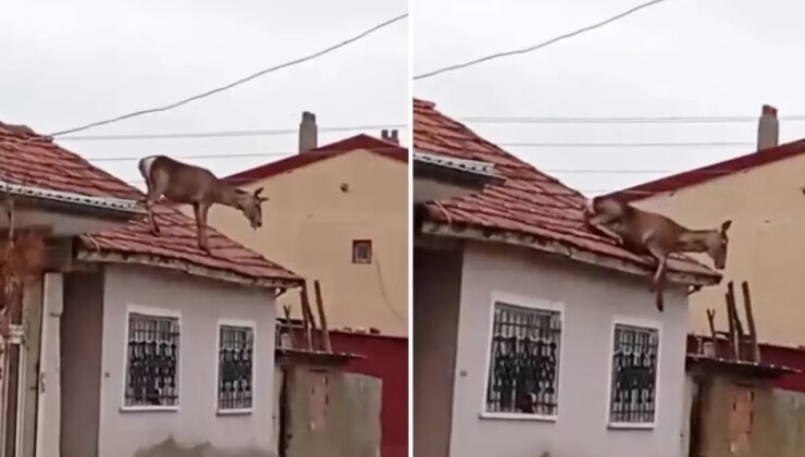 Görüntü Türkiye’den! Çatıya çıkan kızıl geyiğin acı sonu